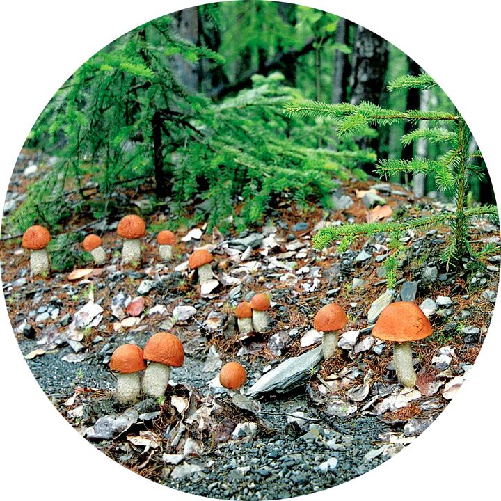 Was tun bei starker Pilzinfektion