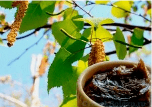 Birkenteer aus dem Pilz